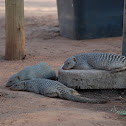 Banded Mongoose