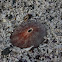 Lapa / Keyhole Limpet