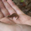 Brookesia chameleon