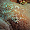 Spotted Porcelain Crab