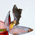 Bat Monitoring Project