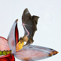 Bat Monitoring Project