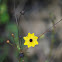 Florida Tickseed