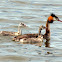 Crested Grebe