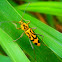 bamboo borer