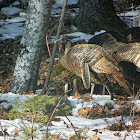 Eastern Wild Turkey