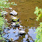 Green Heron