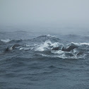 Long-finned Pilot Whale