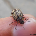 Leaf Beetle