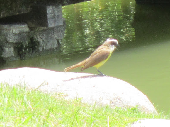 Spotting Image 1