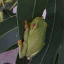 Dainty Tree Frog