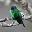 Violet-capped Woodnymph
