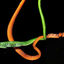 Oriental Whipsnake