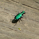 Six-spotted Tiger Beetle