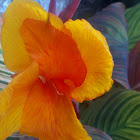 Tropicanna canna
