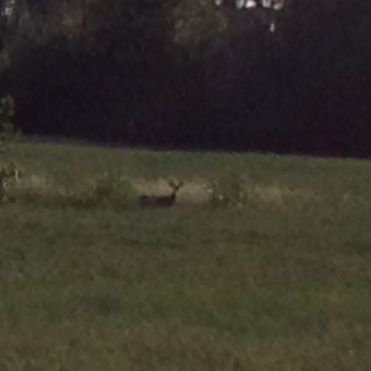 White Tailed Deer