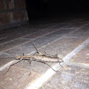 Two-Striped Walkingstick