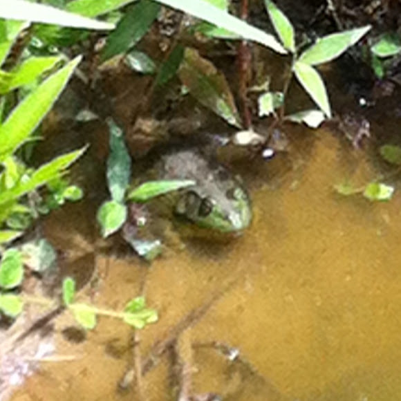 Spotting Image 1