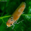 leafhopper