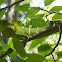 Green Forest Lizard