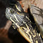 Tortuga japonesa
