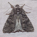 Owlet Moth