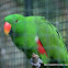 philippine parrot