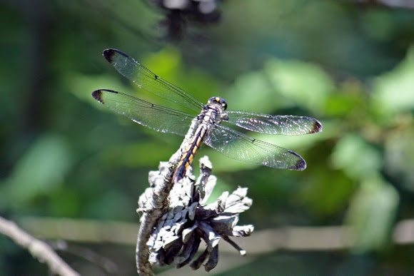 Spotting Image 1