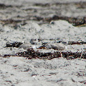 Piping Plovers