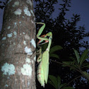 Praying Mantis