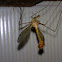 Crane fly