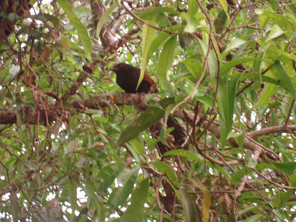 Spotting Image 1