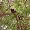 Greater Coucal