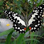 common lime butterfly, chequered swallowtail