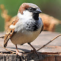 House Sparrow