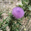 Thistle