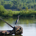 Great Blue Heron