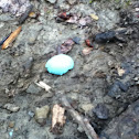Robin egg shell