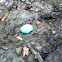 Robin egg shell