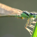 Eastern Forktail