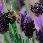 Iberian honey bee, abeja ibérica