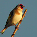 European Goldfinch