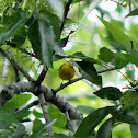 American Yellow Warbler