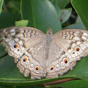 Grey Pansy