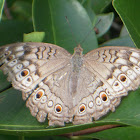 Grey Pansy