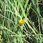 Black-headed weaver