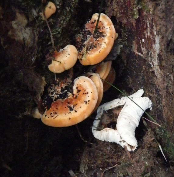Spotting Image 1