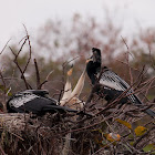 Anhinga