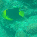 Angel Bicolor