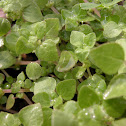 Florida Pellitory